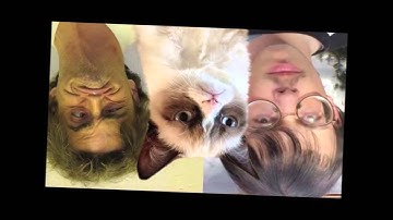 Best Kittycat Song [OFFICIAL] feat. GRUMPY CAT (minion version)