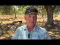 State wage laws could wipe out goats in California