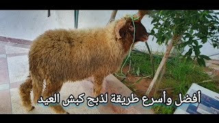 أفضل وأسرع طريقة لنحر أضحية عيد الأضحى لسنة 2022