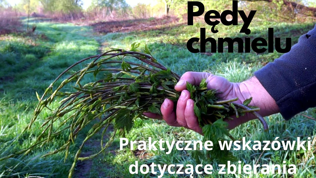 sekrety-zbierania-p-d-w-chmielu-jak-wybra-najlepsze-p-dy-youtube