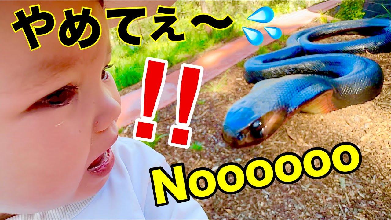 爬虫類Zooに行ったらソッコー帰りたいと言われた😂