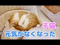 元気がなくなってしまった子猫にこれをやってみた 保護猫成長記録と初老夫婦の日常