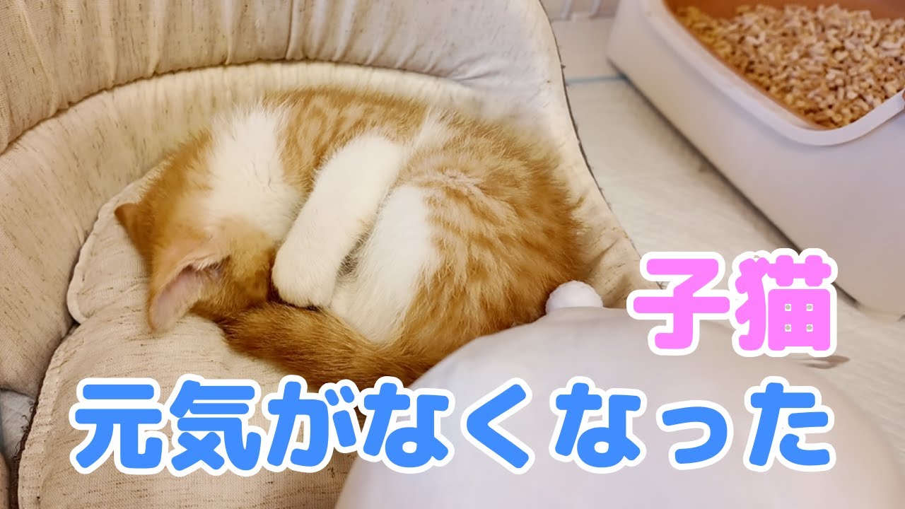 Suddenly, the kitten lost its energy. Our action at that