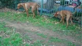 http://redeemingdogs.com Here we see Buddy the Rhodesian Ridgeback ...
