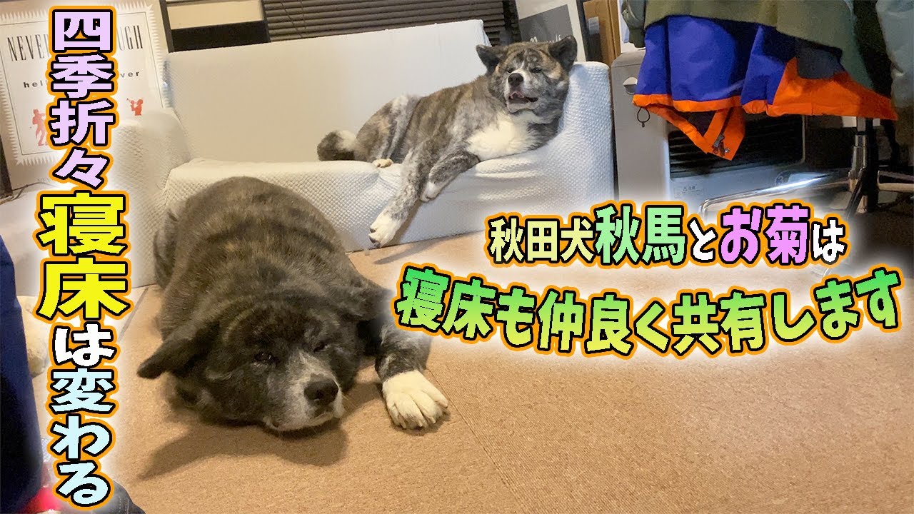 あっちこっち四季折々で寝床は変わる 秋田犬秋馬とお菊は寝床も仲良く共有してます 大型犬 Akita Dog Youtube