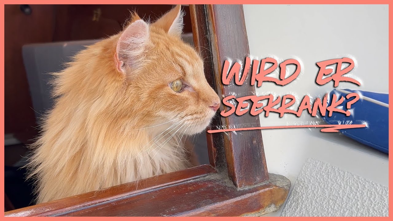 ⁣TANKANZEIGE KAPUTT | Unsere TANKANZEIGE funktioniert nicht mehr & wird der KATER SEEKRANK?
