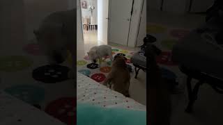 Impressive Jump by an Agile Dog Bothers Another Dog