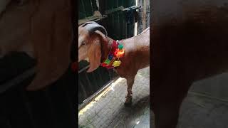 bakra song..bakra eid Mubarak 😊☺️