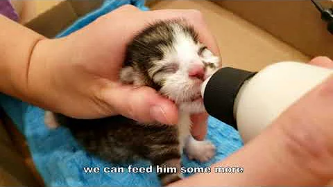 How to feed a newborn kitten with a bottle