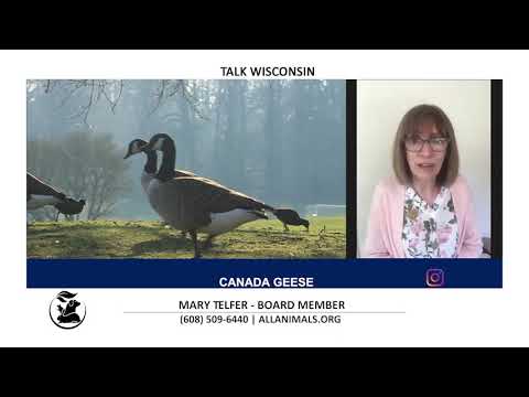 TVW | Talk Wisconsin | Alliance for Animals | 05-12-21