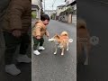 諦めたwwwww #ai #柴犬 #shorts