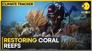 Restoring coral reefs: Land-based farms helping restoration of coral reefs  | WION Climate Tracker