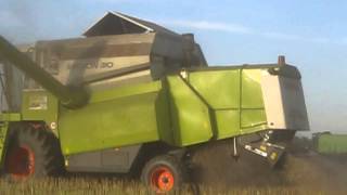 Rzepak 2011