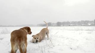 Dogs On Snow Day