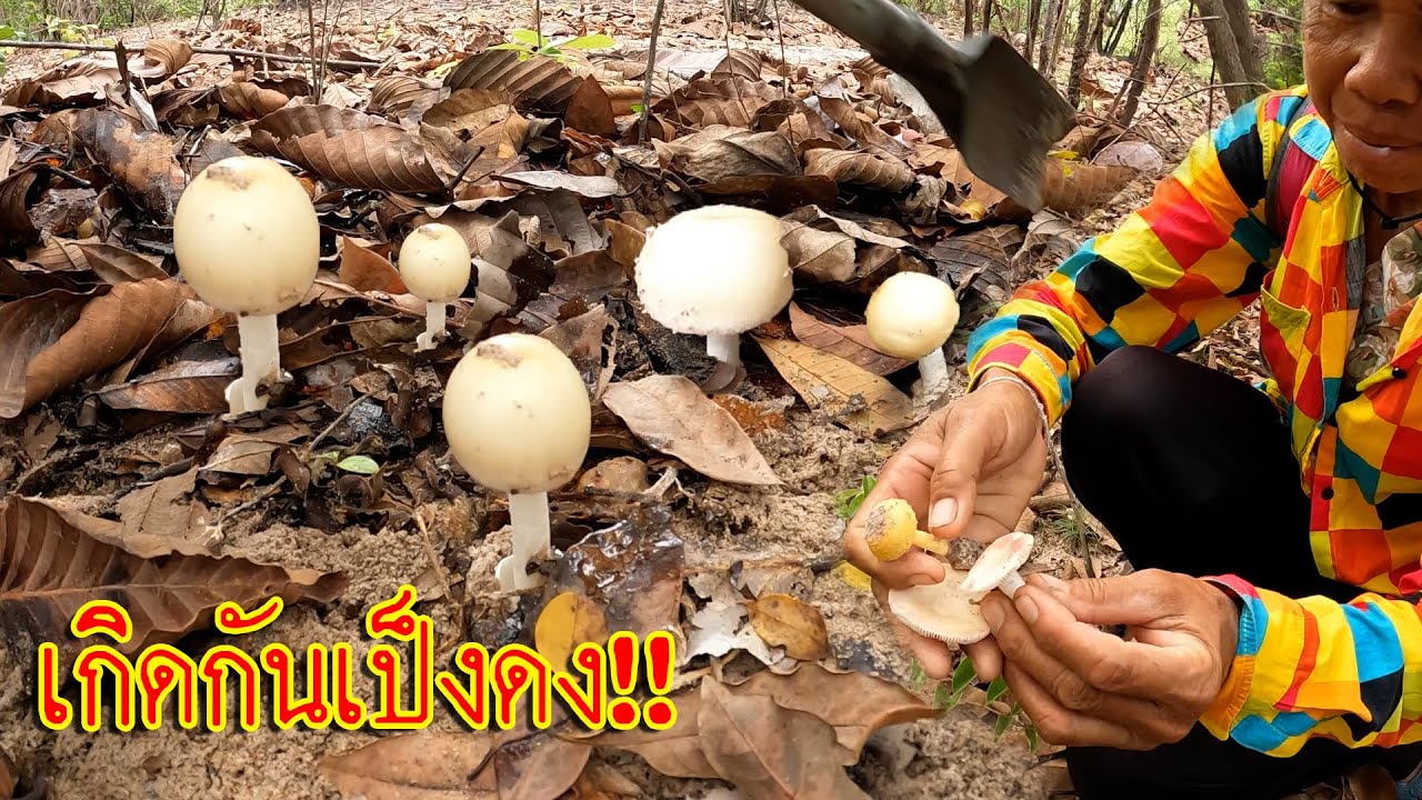 นึกว่าดงเห็ดระโงก!!? เกิดกันเป็นกลุ่มๆ ทีมงานหาเห็ด เก็บเห็ด