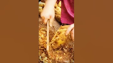 Thumbnail of cutting cassava roots from the harvest #shorts