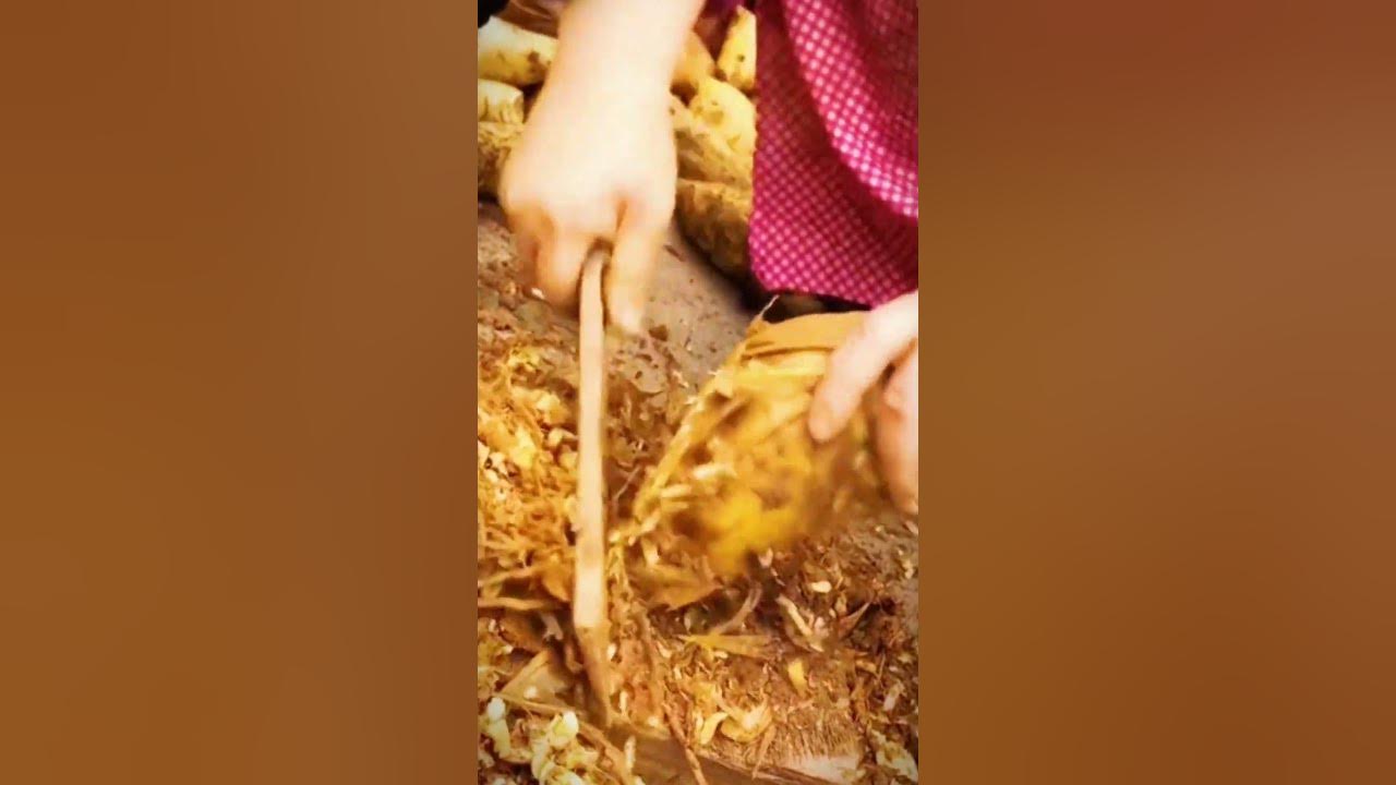 cutting cassava roots from the harvest #shorts