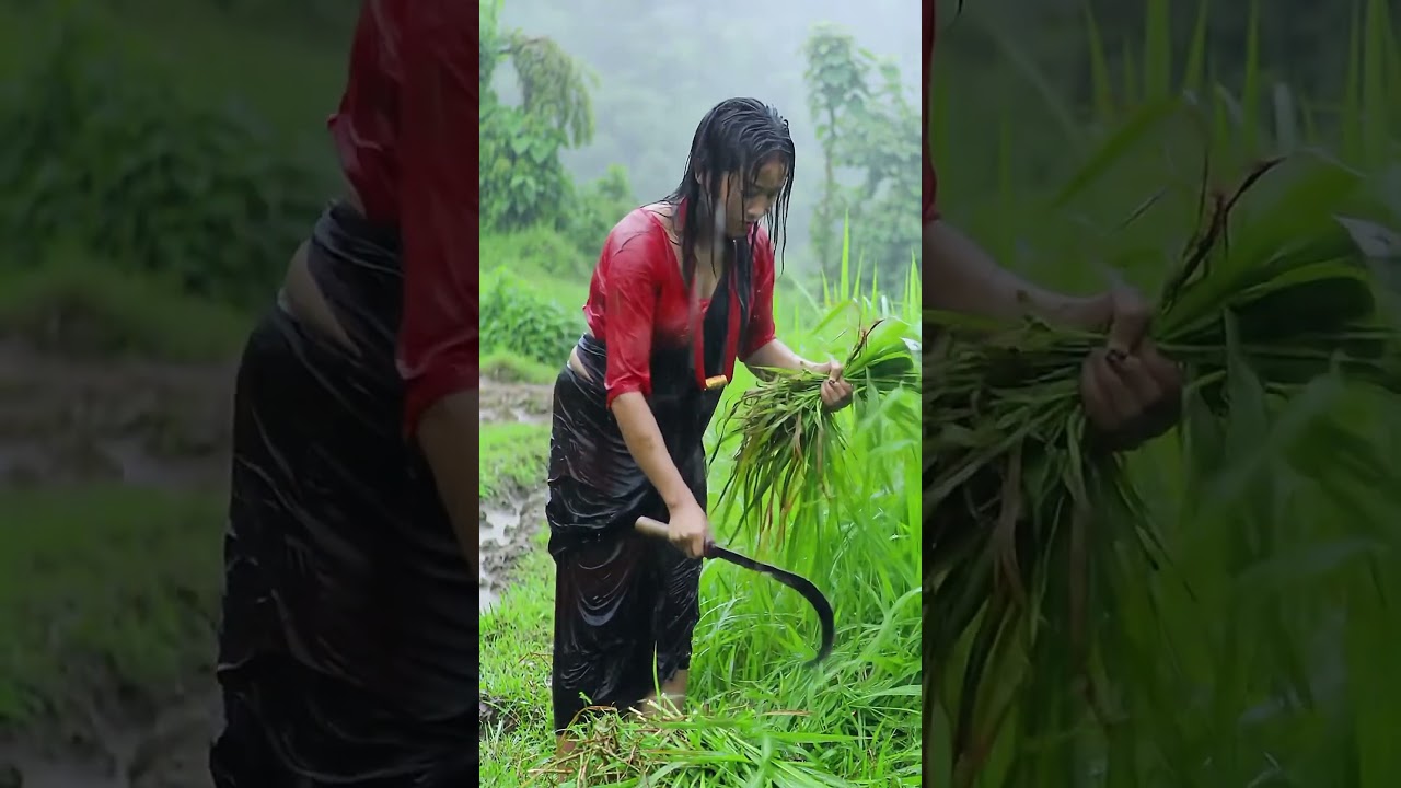 🔥 Village Girl Cutting Grass in Heavy Rain | Real Life Monsoon Scene 🌧️ | Nepali Beauty 