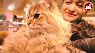 BHOPAL CAT SHOW - TRAILER by The Feline Club of India 1,087 views 1 year ago 2 minutes, 4 seconds