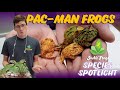 Pac-Man Frog Species Spotlight - So Many Colors!
