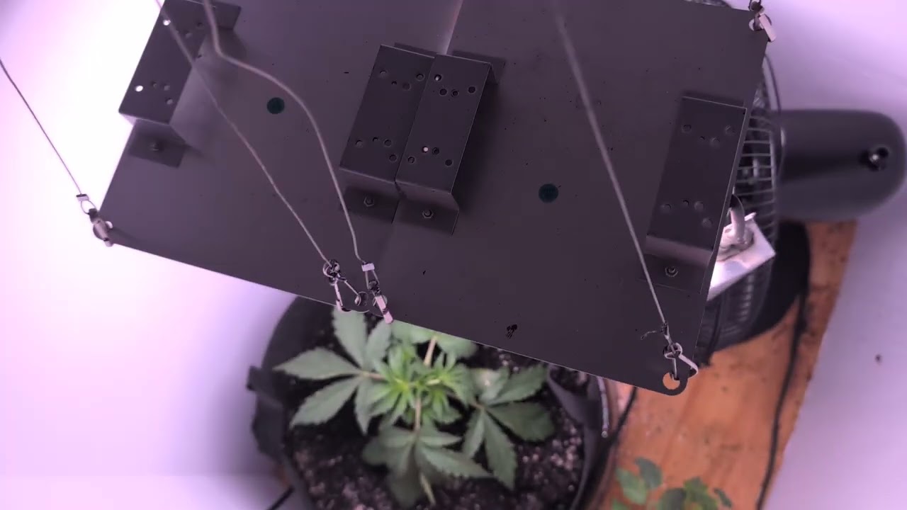 Mephisto freebie Crem de la chem × sour stomper part 1 Autoflower