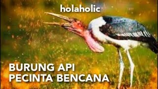 fakta unik burung bangau marabou   burung api yang suka makan bangkai