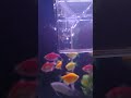 Finally my guppy fish has start giving birth to tiny baby fish breading tank #reeffish #guppyfish