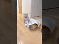 袋に入ると嫌がらせされる猫 【サイベリアン】 #Shorts