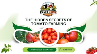 The Hidden Secrets of Successful Tomato Farming!