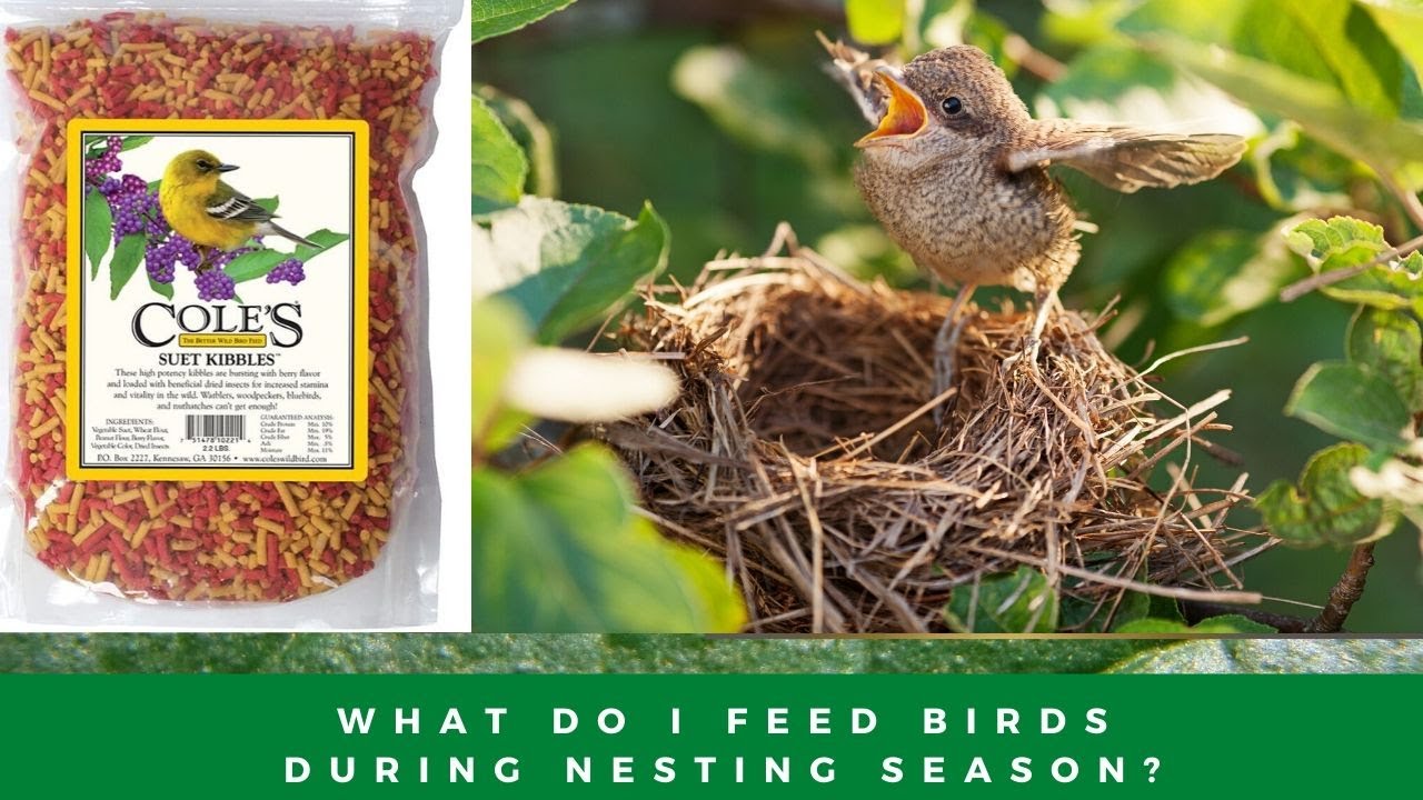 The Best Food For Baby Birds & Nesting Birds YouTube