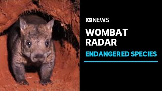 New technology used to explore critically endangered wombat burrows | ABC News