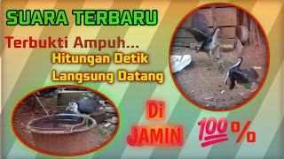 SUARA PIKAT BURUNG RUAK-RUAK ASLI, JERNIH, DURASI PANJANG