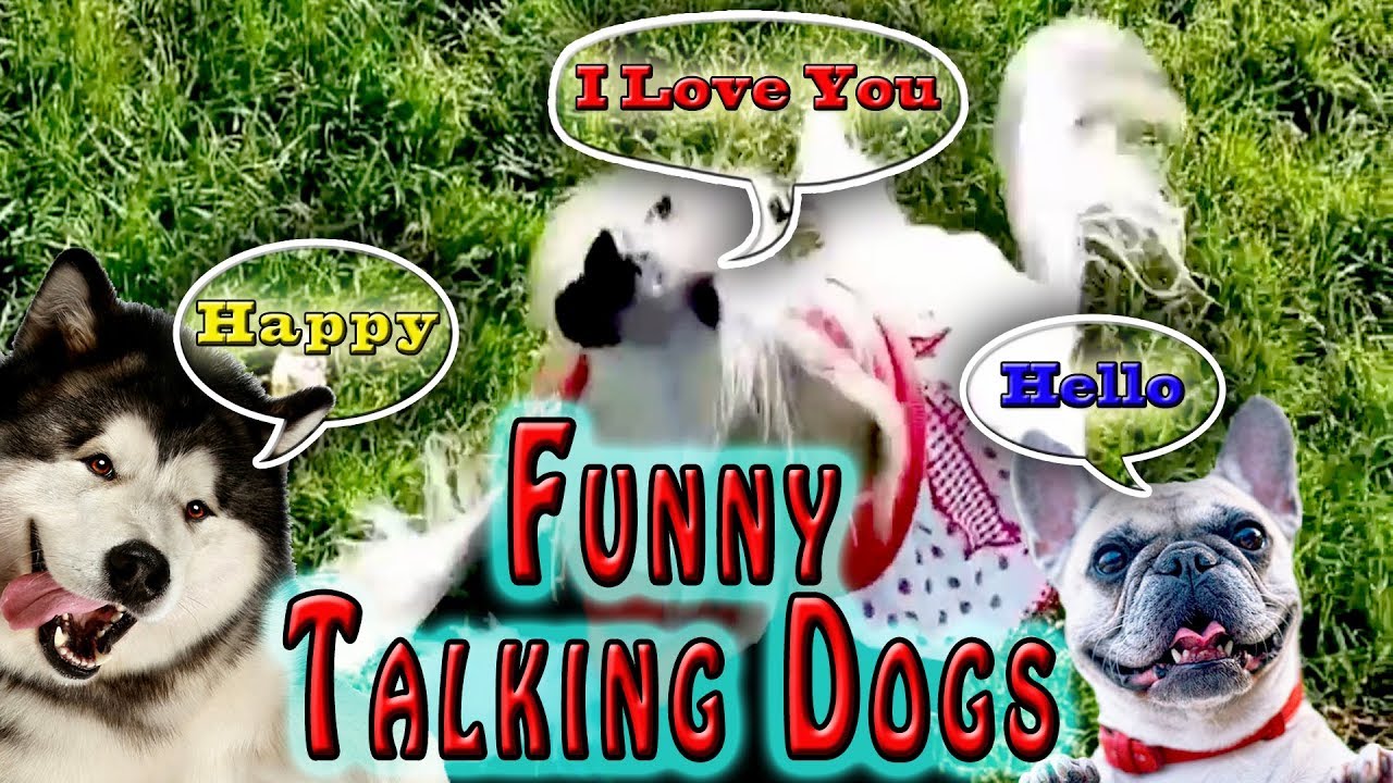 Funny Talking Dogs | Funny compilation