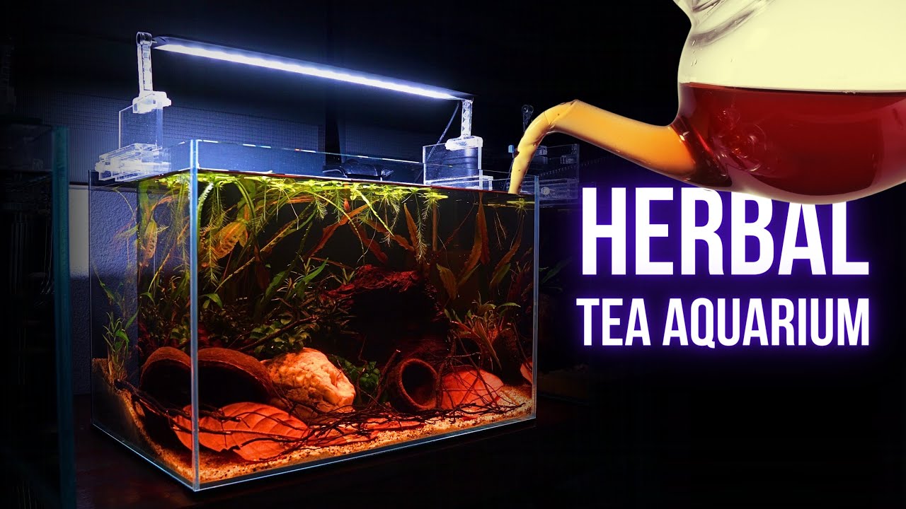 I made UNIQUE TEA-INFUSED BETTA AQUARIUM | Step by step AQUASCAPING ...