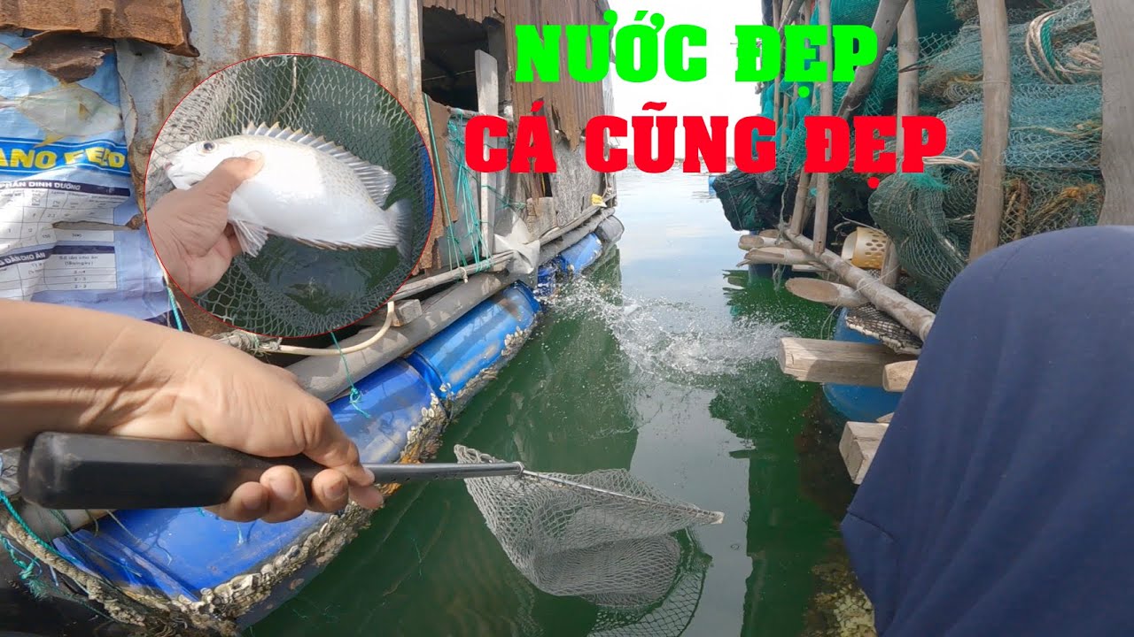 câu ikada cá rìa bông ngày nước đẹp là có cá nấu canh chua liền nha ae ...