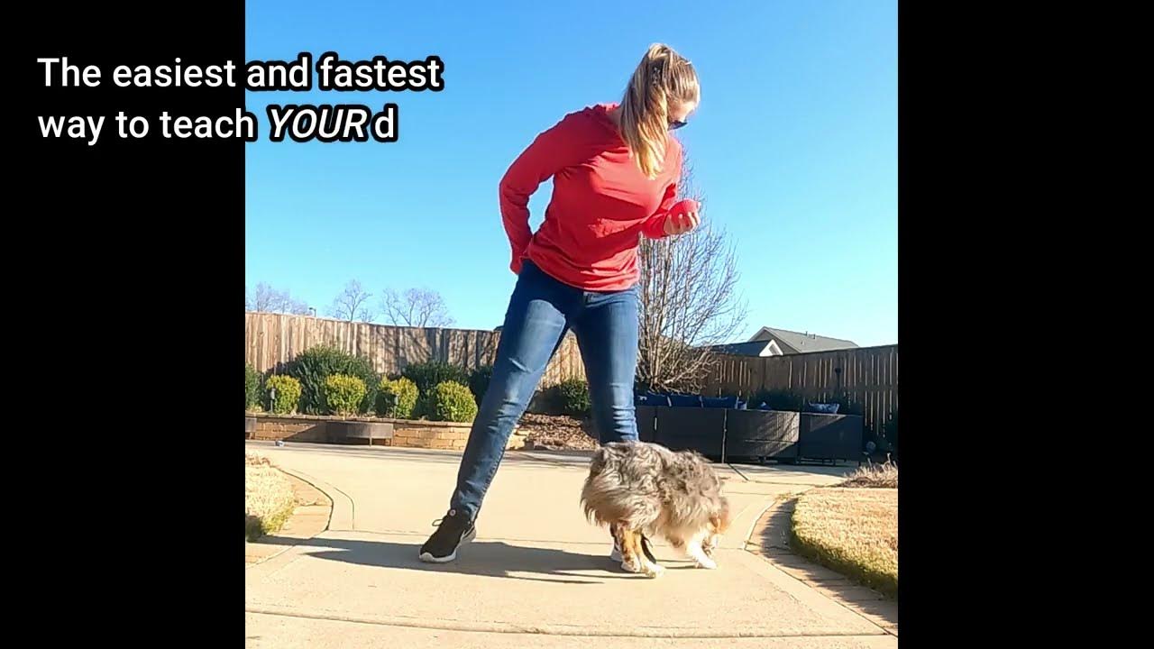 Teach your dog Leg Weaves in 25 seconds YouTube