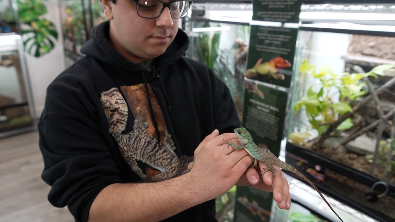 Visit The Unlikely Urban Home To Rare And Endangered Geckos