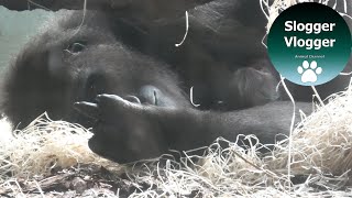 Gorilla Mother Kala Nursing Her Baby And Showing Me The Finger