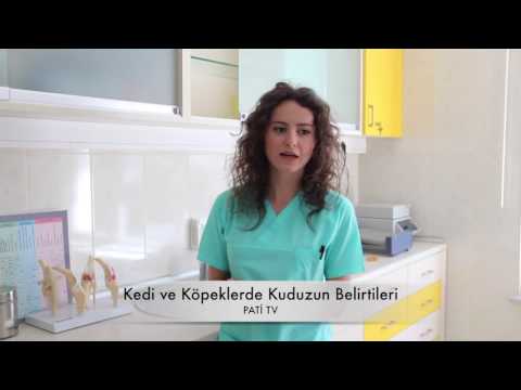 Video: Kedilerde Kuduz Belirtileri