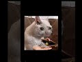 #cat#comedy#funny#idk