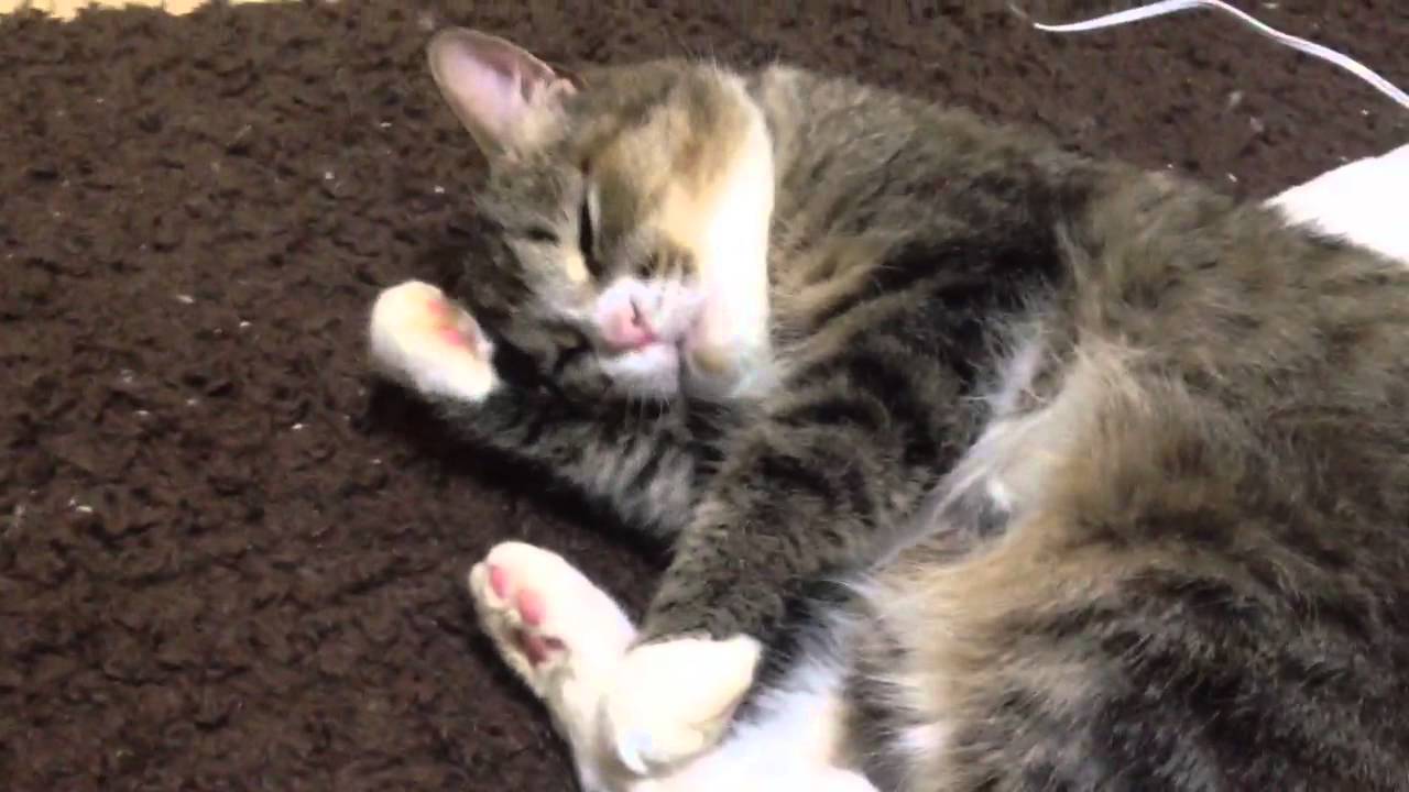 かわいいかわいいデブ猫ちゃん Pretty Cat Youtube
