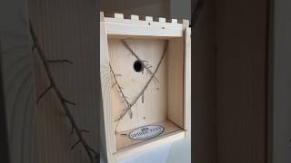 The Spider Keep is Now Available on the Store Tab At the Cobweb Castle YouTube Channel🔥