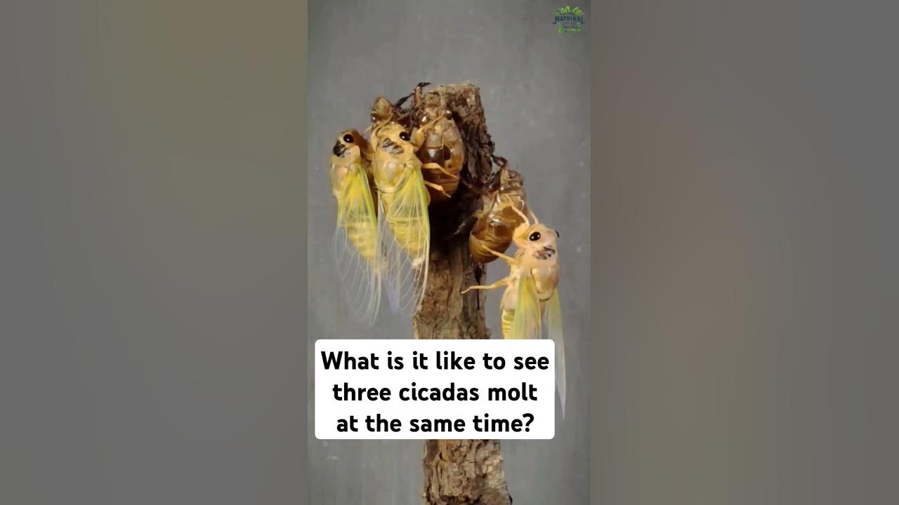 What is it like to see three cicadas molt at the same time? #cicadas #insect #cicada What is it like to see three cicadas molt at the same time? #cicadas #insect #cicada