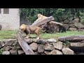 Rare African Lion Roars at Southwick Zoo King of the Jungle Roaring Wet Mane