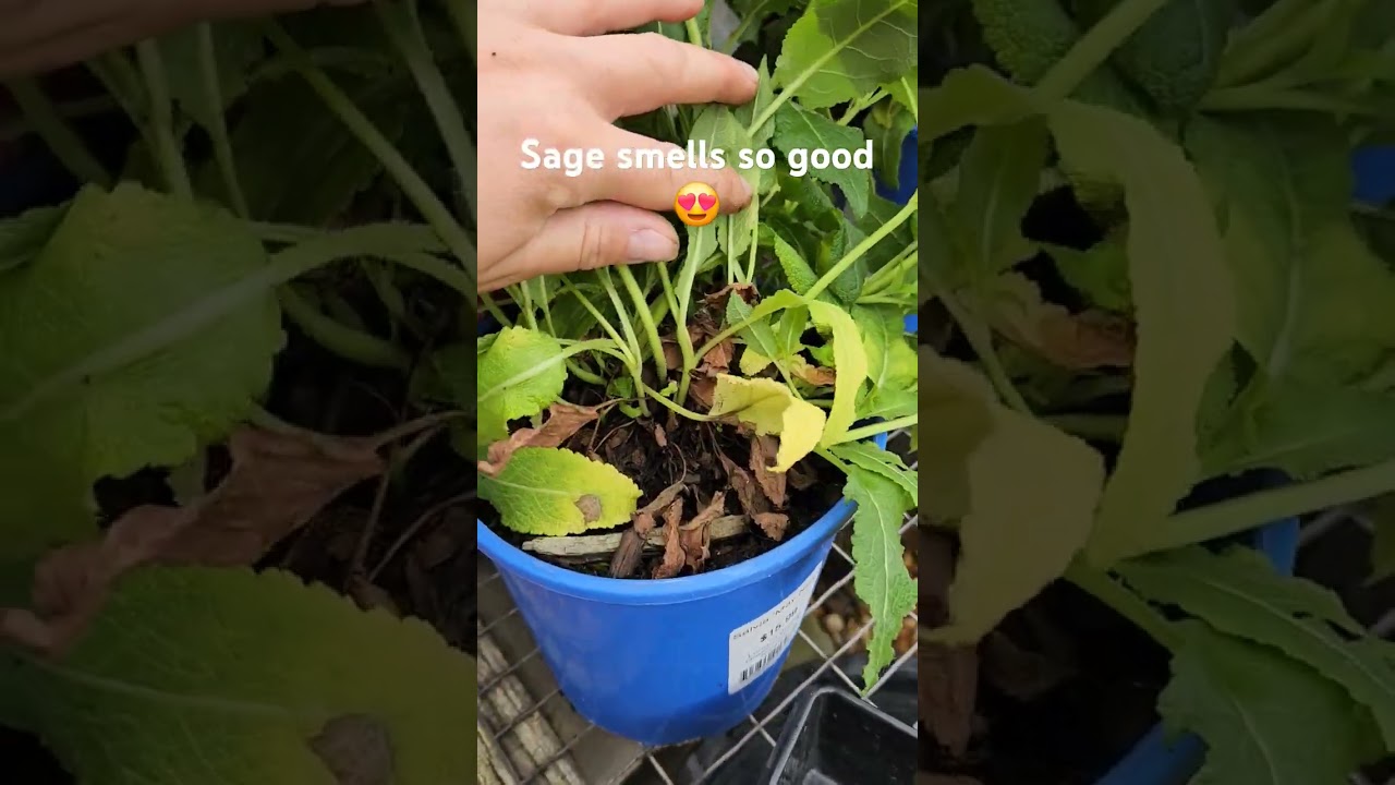 Cleaning May night sage. These are like outside air freshener, they smell so good😆😜