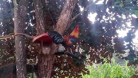 Qaib dib nyiam nug tau 02057797973