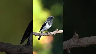Suara Burung Kacer Di Hutan Liar