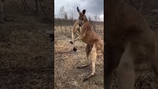 Celebrity Cute Baby Animals GROWING Up to Become POWERFUL Adults  #beastmode Net Worth