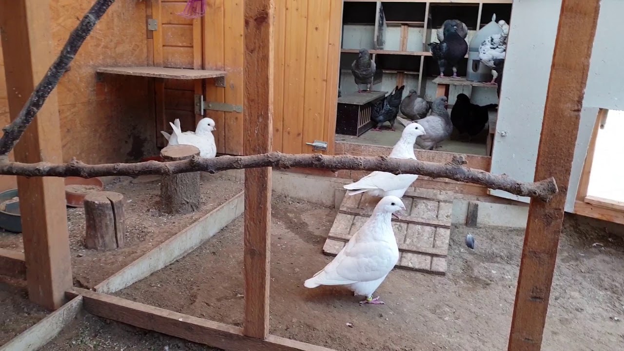 Texaner, Giant Homer und King Tauben 26.09.18