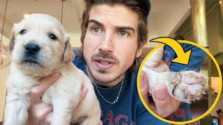 Something Is Wrong With My Rescue Golden Retriever Puppies... by Joey Graceffa Vlogs 166,950 views 8 months ago 13 minutes, 11 seconds